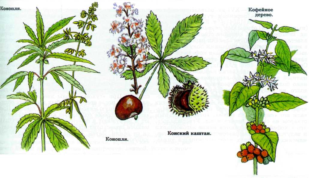 Расположение Почек У Каштана Конского