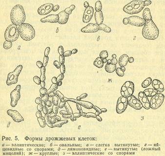 Какое явление из жизни дрожжей изображено на рисунке ответ