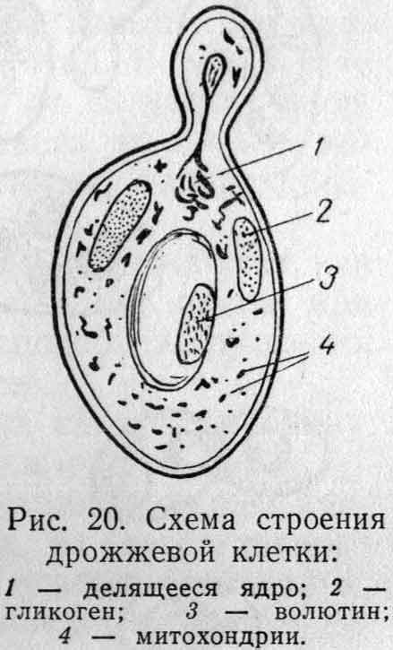 Какое явление из жизни дрожжей изображено на рисунке ответ