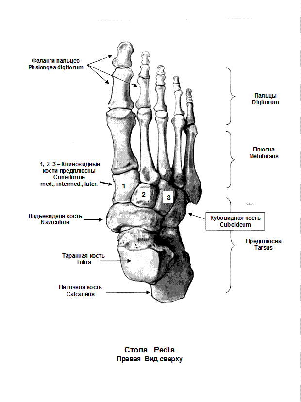Кости фаланги. Кости нижней конечности анатомия на латыни. Строение стопы анатомия латынь. Строение фаланг пальцев стопы. Кости нижних конечностей человека анатомия на латыни.