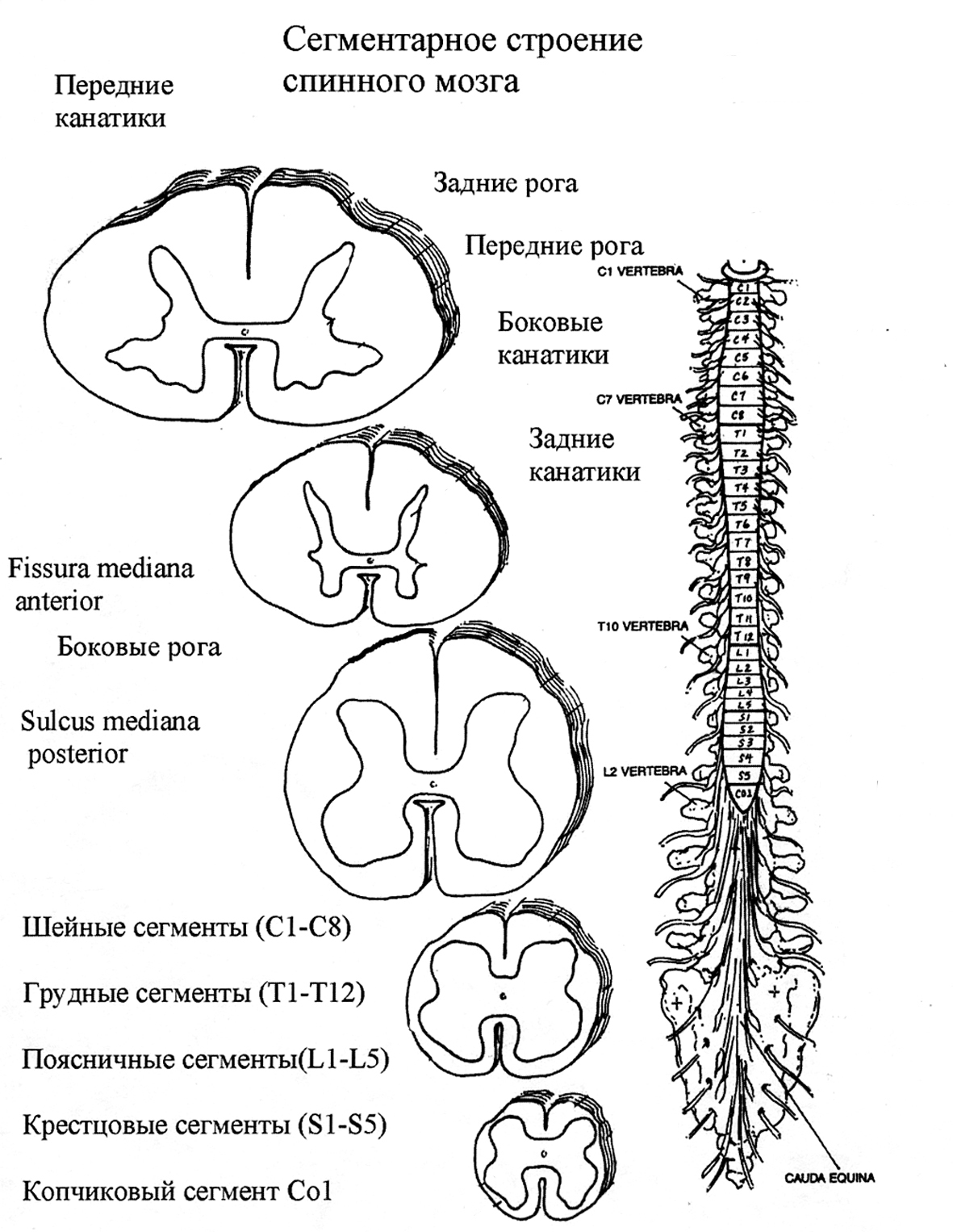 Спинной мозг рисунок с подписями. Схема строения спинного мозга. Строение спинного мозга человека схема анатомия. Внутреннее строение спинного мозга анатомия схема. Наружное строение спинного мозга схема.