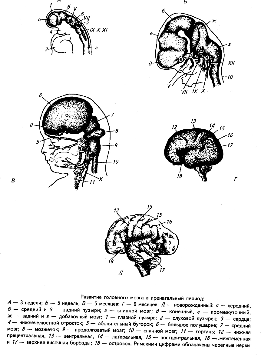 Схема развития головного мозга человека Сагиттальный разрез. Схема развития головного мозга фронтальный разрез. Этапы онтогенеза головного мозга. Эмбриональное развитие головного мозга.