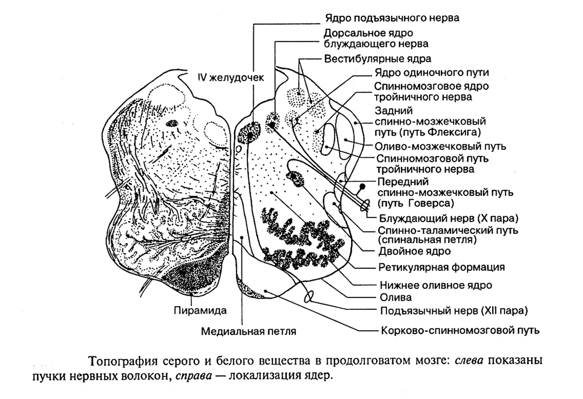 Продолговатый мозг серое и белое вещество. Ядра продолговатого мозга схема. Внутреннее строение продолговатого мозга анатомия. Схема расположения ядер продолговатого мозга. Внутреннее строение продолговатого мозга анатомия схема.