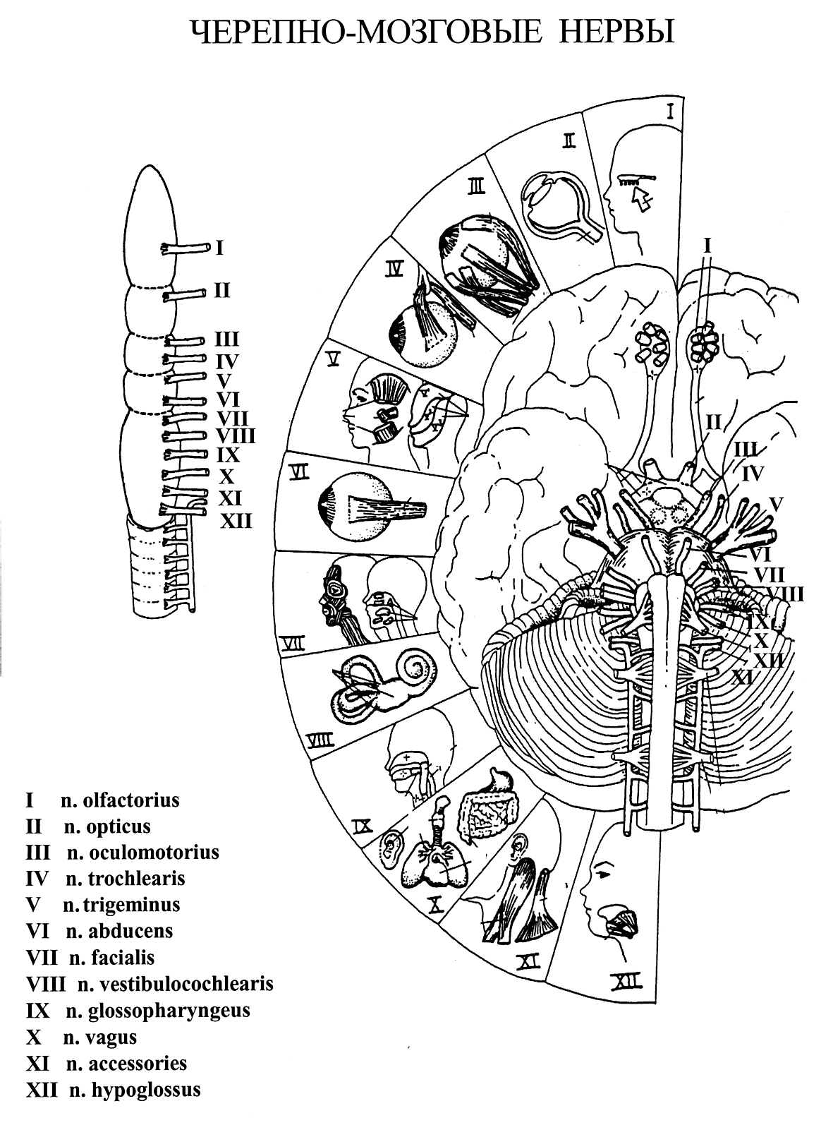 Иннервация черепными нервами. 12 Пар черепных нервов схема. 12 Пар черепно мозговых нервов схема. 12 Пар черепно-мозговых нервов строение. Иннервация черепно мозговых нервов схемы.