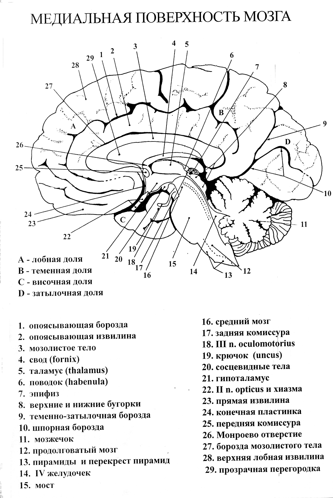 Медиальная поверхность головного мозга анатомия