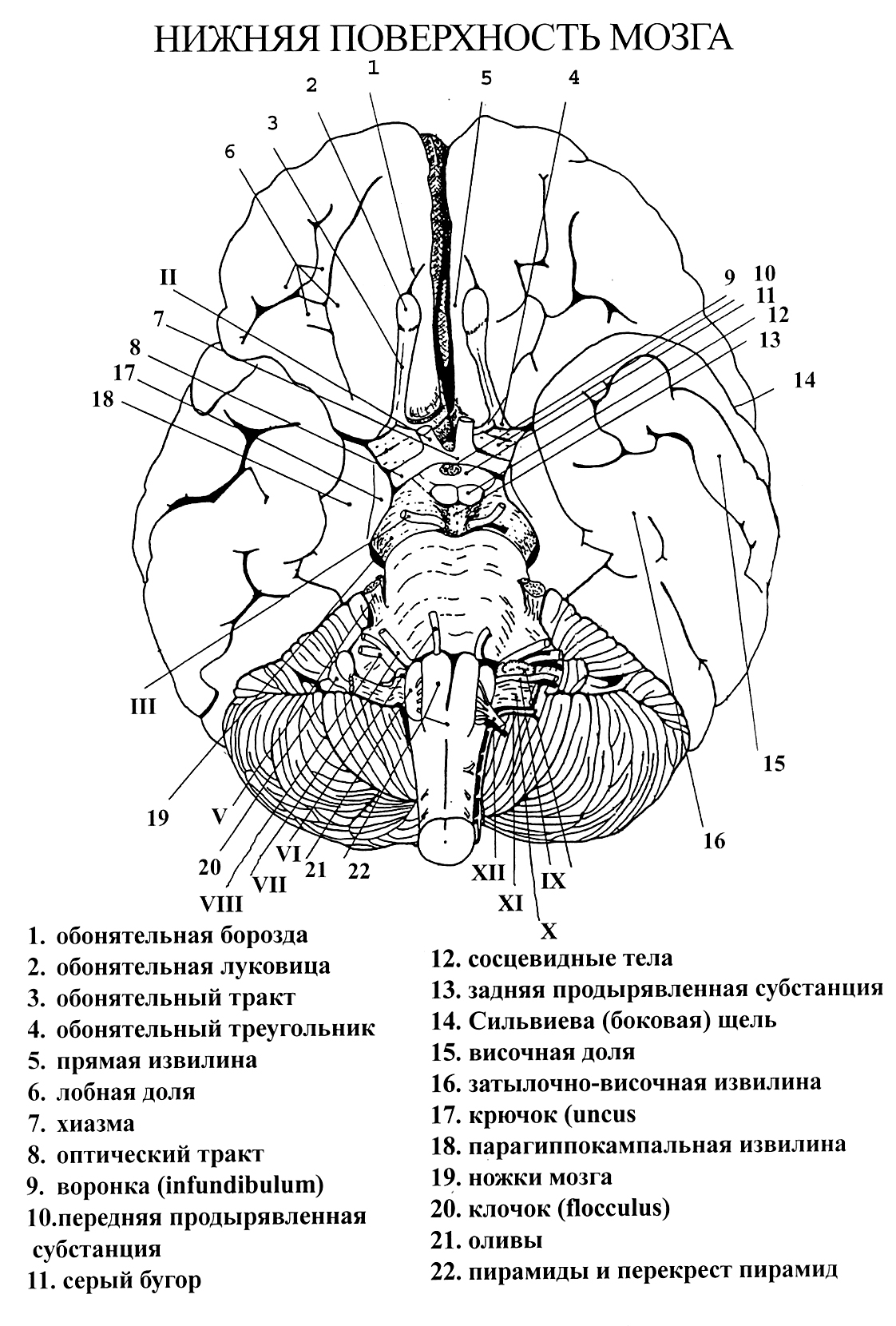 Борозды основания головного мозга. Головной мозг снизу. Структуры головного мозга вид снизу. Головной мозг вид снизу анатомия.
