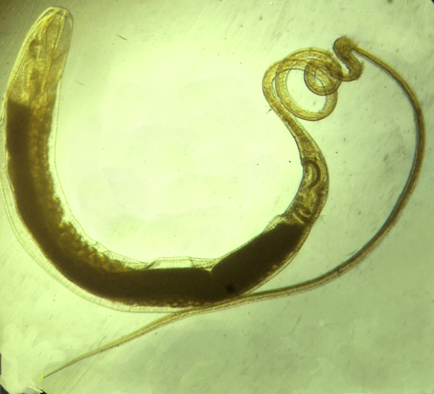 Гельминтология черви паразиты