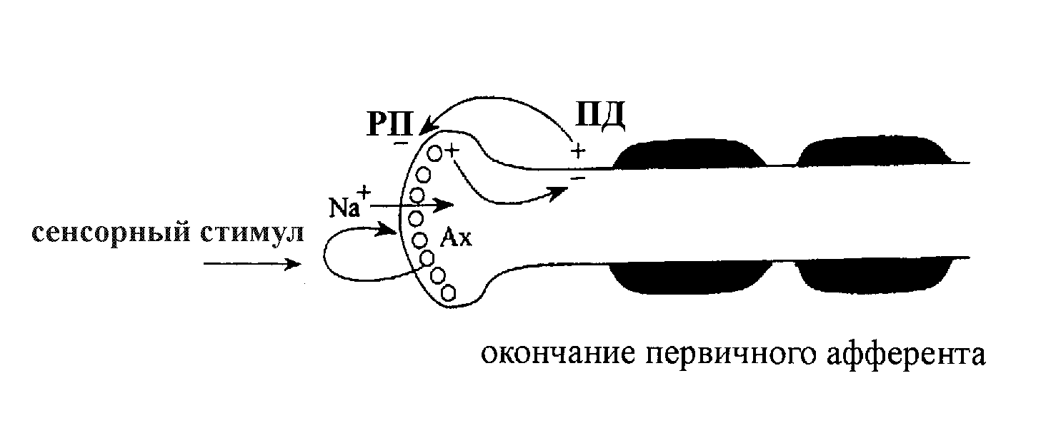 Общая схема трансдукции сигнала