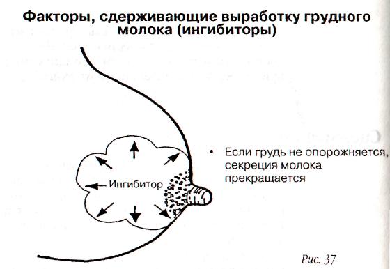 Грудное молоко процесс образования. Механизм выработки грудного молока. Схема выработки грудного молока. Механизм грудного вскармливания. Грудное молока вырабатывается из чего.