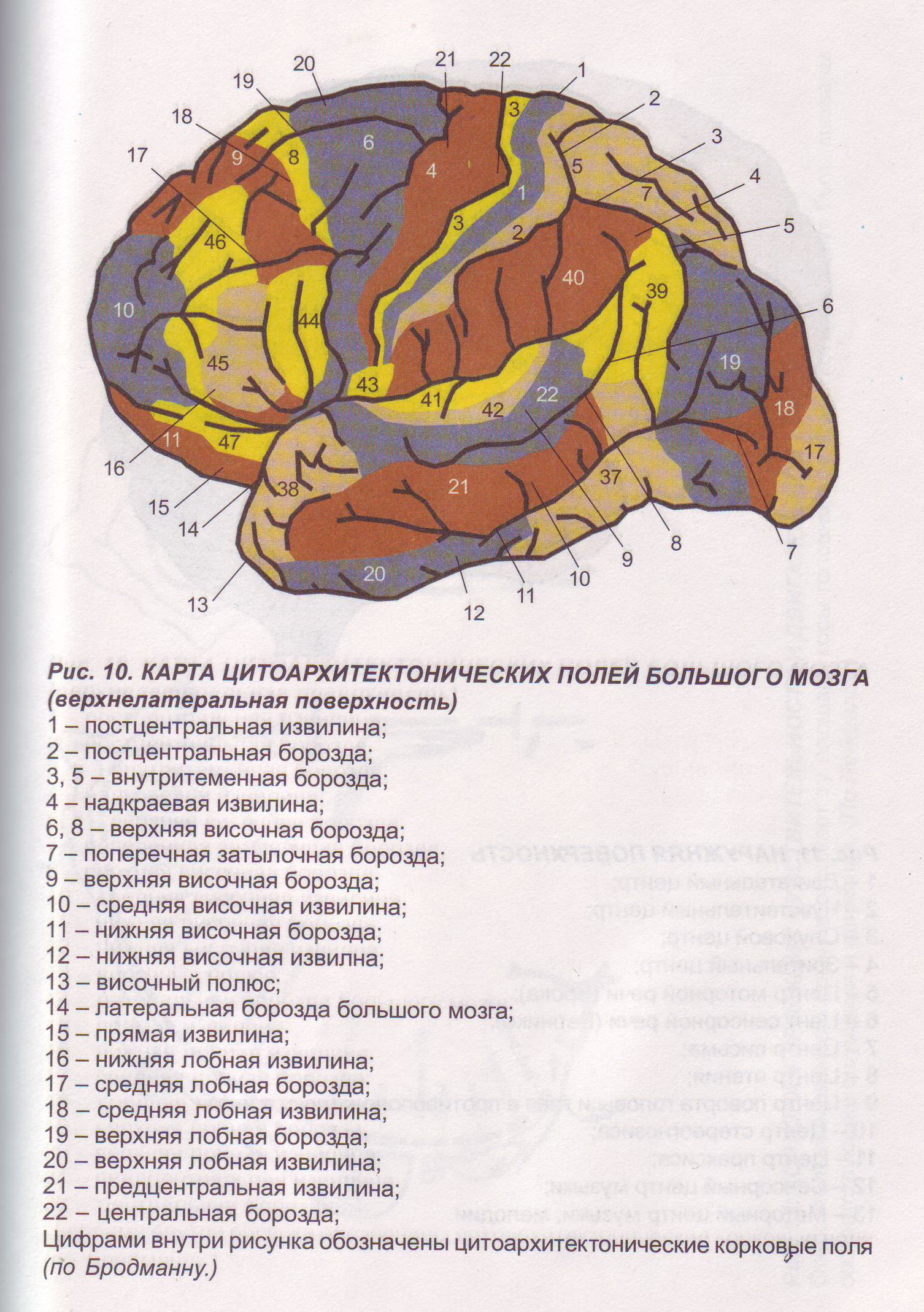 Карта мозга. Поля коры головного мозга по Бродману. Карта полей головного мозга по Бродману. Карта цитоархитектонических полей коры головного мозга по Бродману. Карта полушарий мозга поля по Бродману.