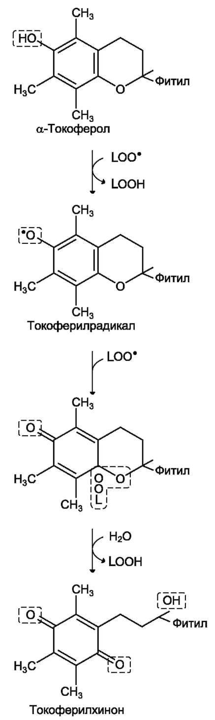 Витамин е схема. Схема антиоксидантного действия витамина е. Механизм антиоксидантного действия токоферола. Механизм антиоксидантного действия витамина е. Токоферол антиоксидант механизм действия.