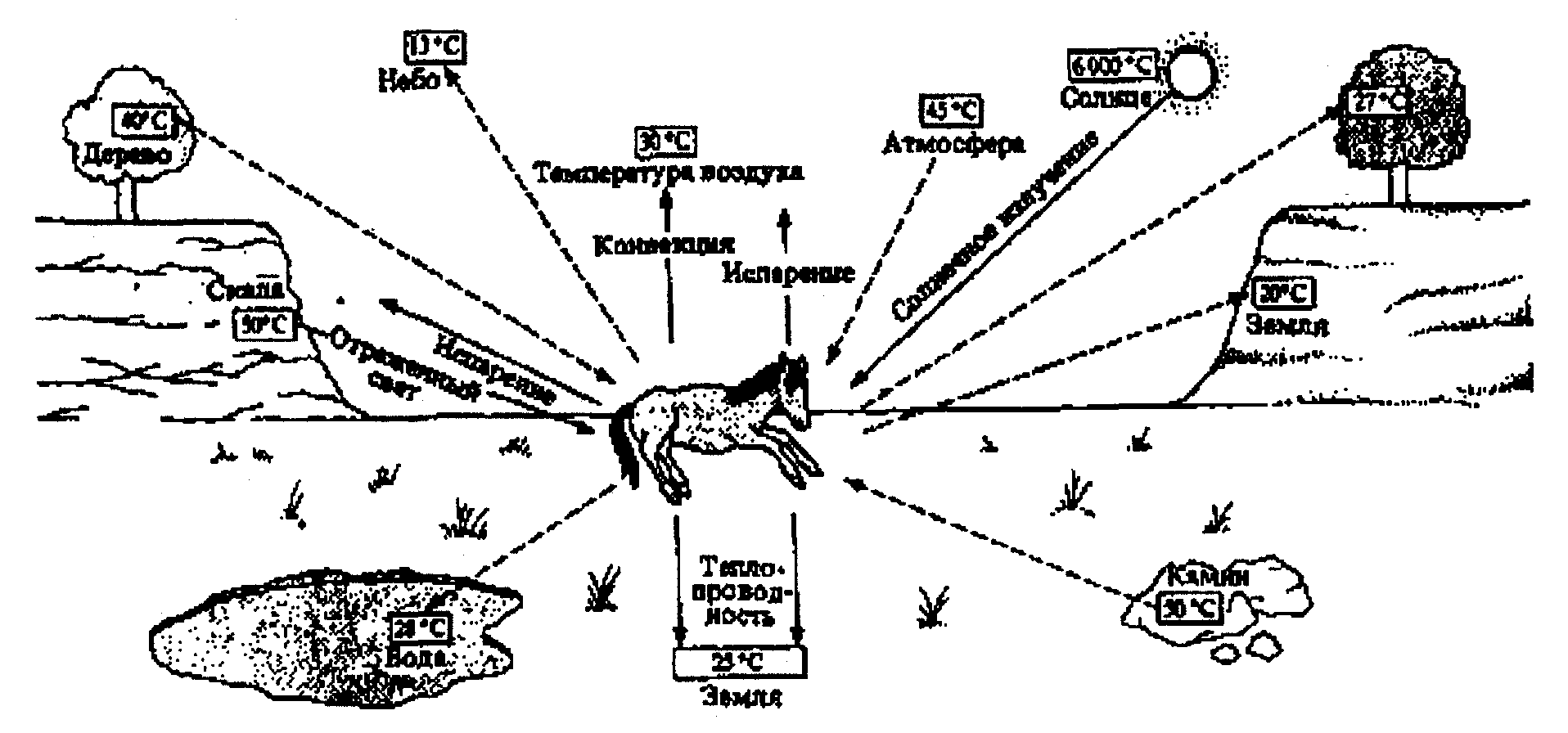 Физическая терморегуляция животных