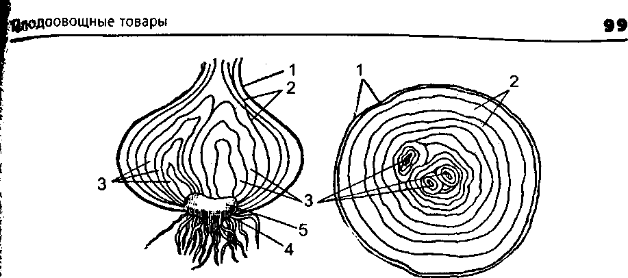 Схема строения луковицы