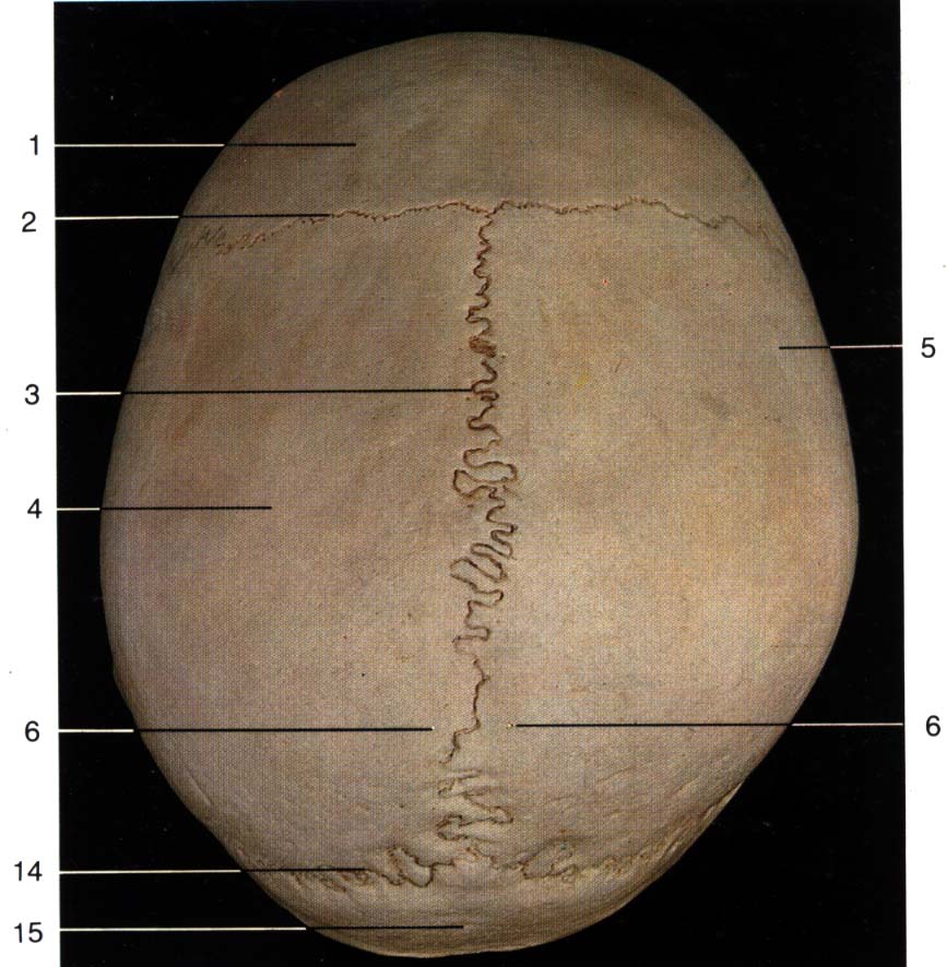 Швы свода черепа