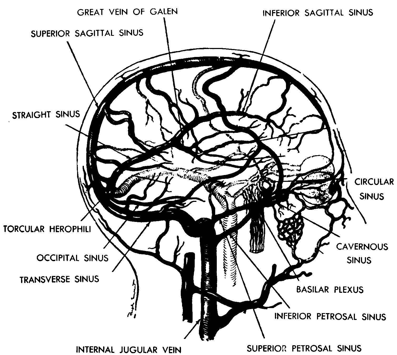 Синусы мозга схема. Верхний Сагиттальный синус твердой мозговой. Вены синусы твердой мозговой оболочки. Синусы твердой оболочки головного мозга схема. Синусы твёрдой мозговой оболочки анатомия.