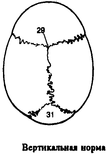 Норма вертикали. Вертикальная норма черепа. Вертикальные швы черепа. Свод черепа вертикальная норма. Вертикальная норма черепа швы.