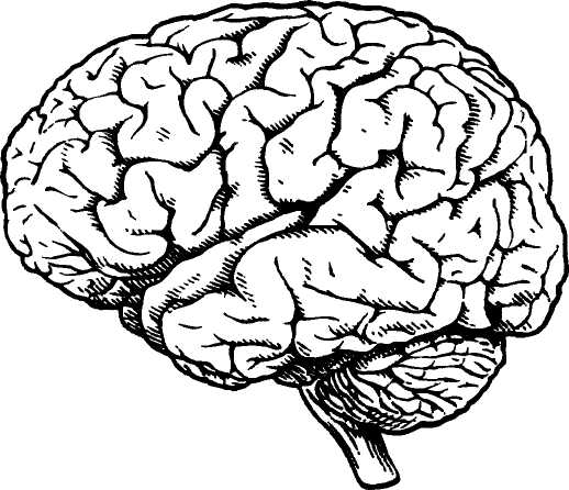 Головной мозг картинка без подписей