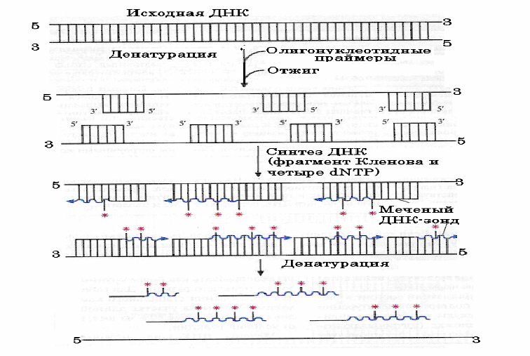 Днком днк. ДНК зонды схема. Скрининг с помощью гибридизации. Что такое хромосомоспецифические зонды ДНК?. Случайные гексонуклеотиды (Random) Праймеры.