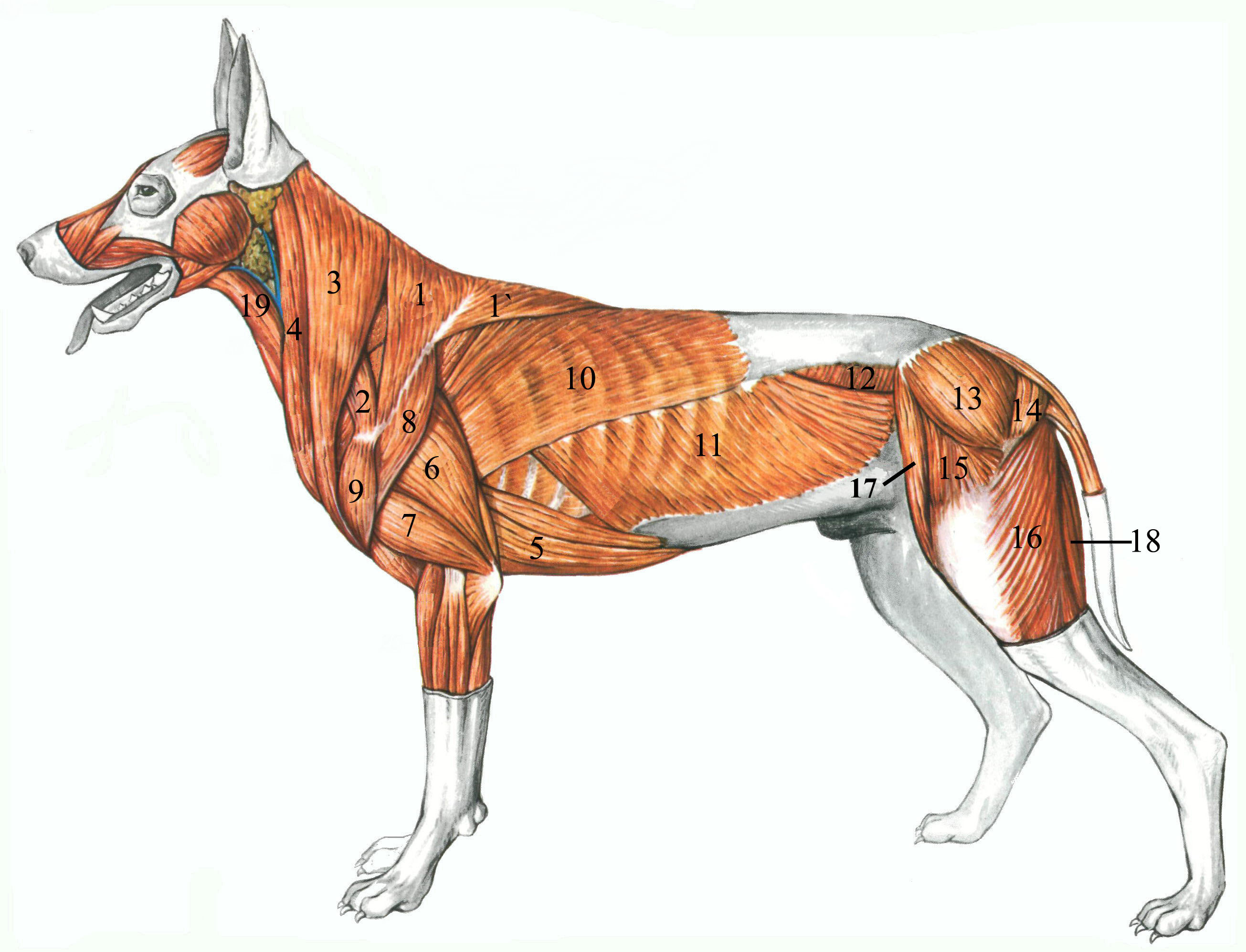 Анатомия собаки мышечная система
