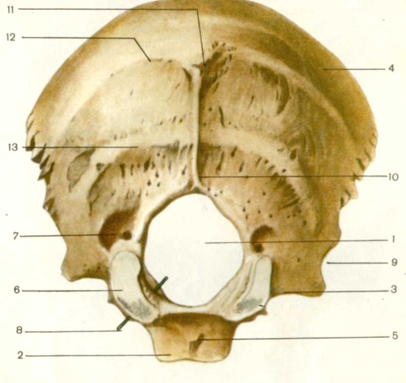 Фото затылочная кость
