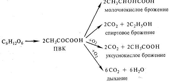 Анаэробное дыхание схема